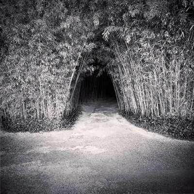 Bamboo Tunnel, Royan