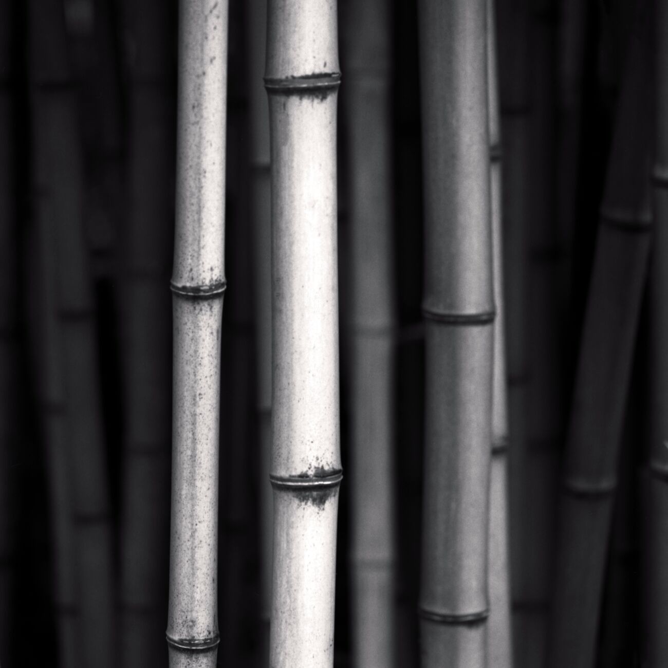 Bamboos, Etude 1, Issor, France. Juillet 2021. Ref-11473 - Denis Olivier Photographie