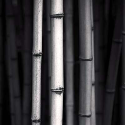 Bamboos, study 1, Issor