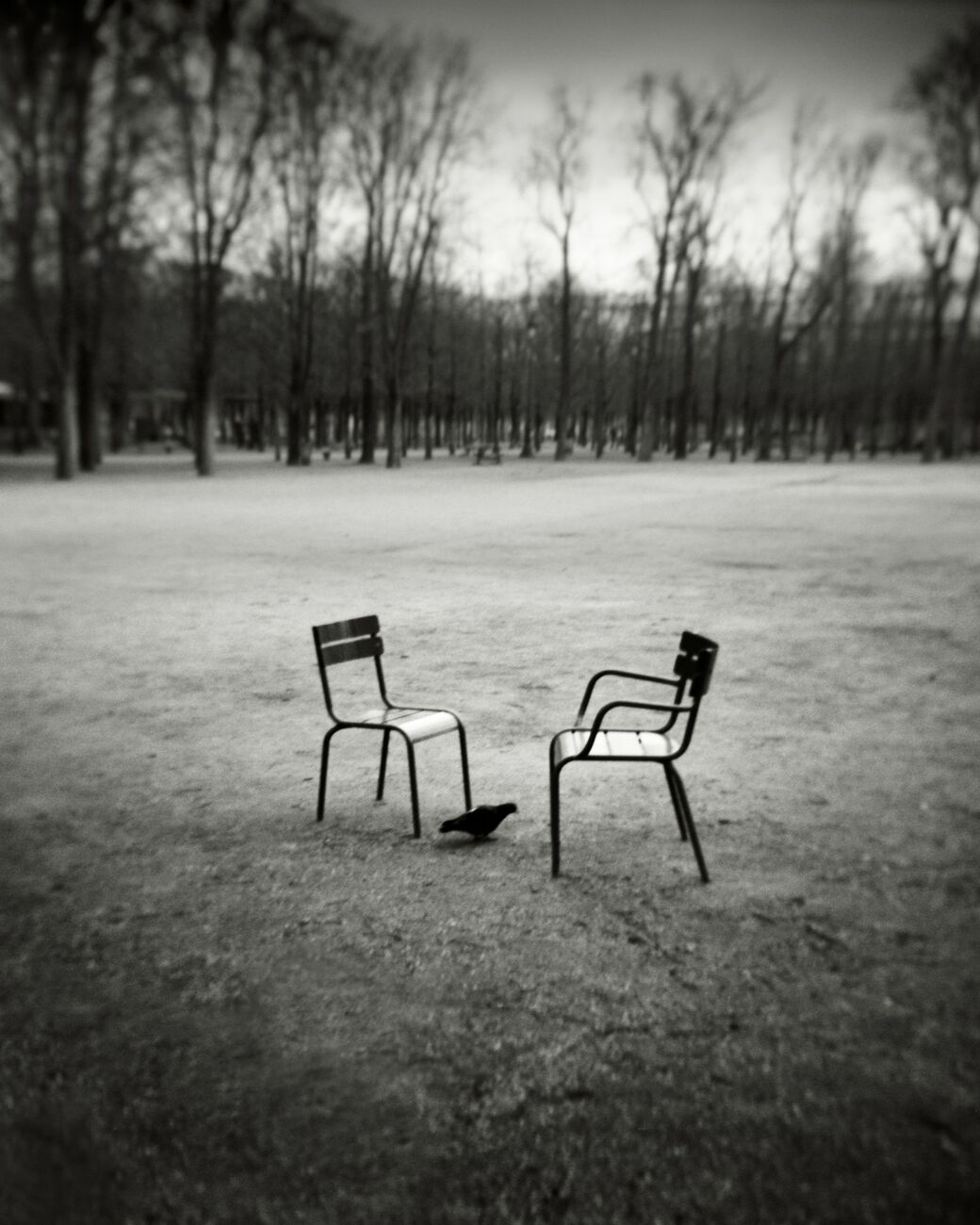 Bird And Chairs, Tuileries Garden, Paris, France. Février 2023. Ref-11670 - Denis Olivier Photographie d'Art