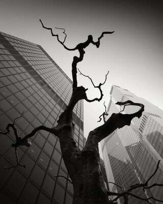 Dead Tree, The City, London