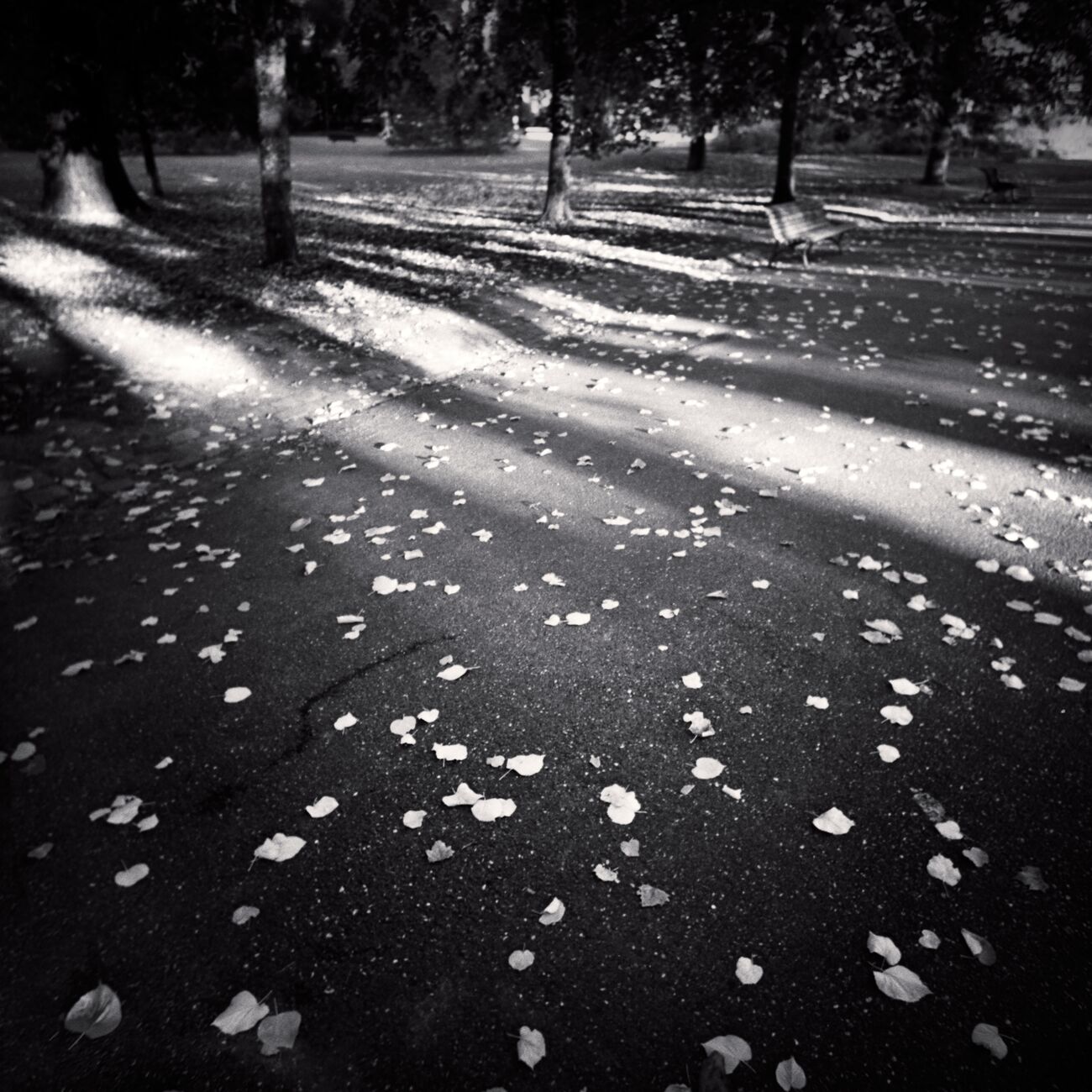 Falling Autumnal Light, Parc Bordelais, Bordeaux, France. Octobre 2021. Ref-11509 - Denis Olivier Photographie