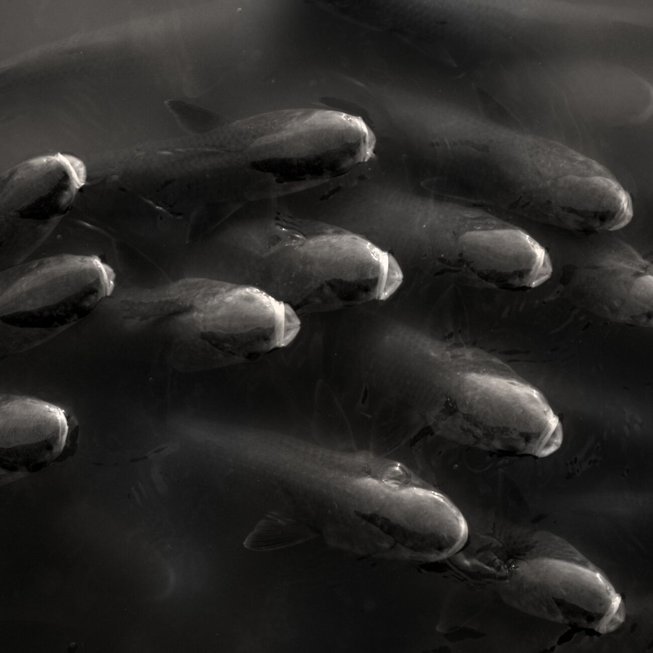 Achat tirage 45 x 45 cm, Fishes Shoal. Ref-596-4 - Denis Olivier Photographie d'Art