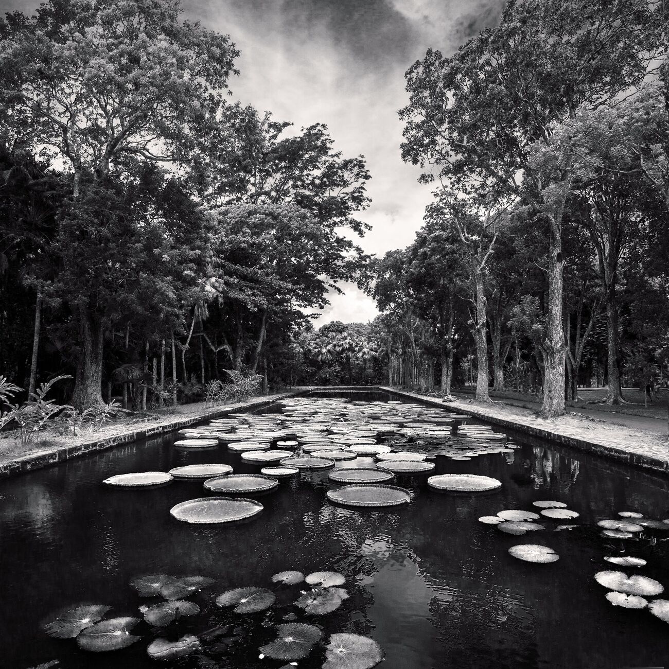Giant Water Lilies, Pamplemousses Botanical Garden, Maurice. Mars 2014. Ref-11439 - Denis Olivier Photographie