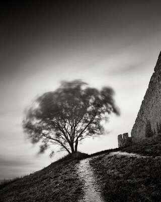 Guardian Tree, Carcassonne Fortification