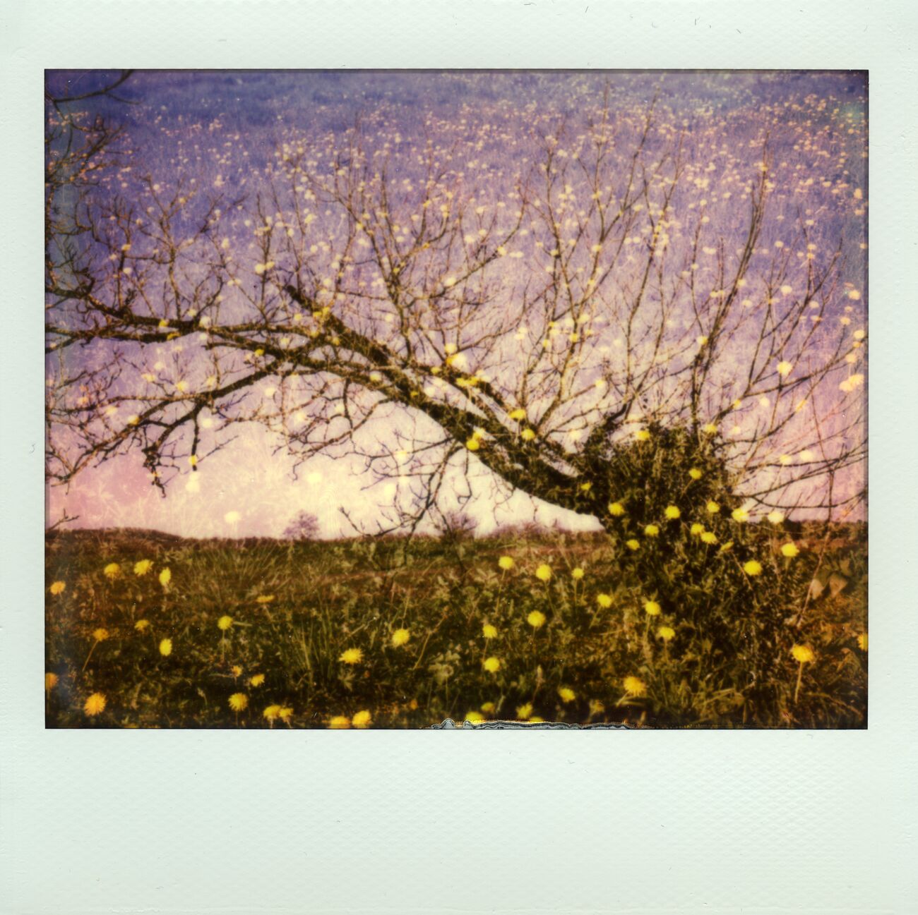 Hippie Tree, Périgord Noir, France. Avril 2015. Ref-1304 - Denis Olivier Photographie