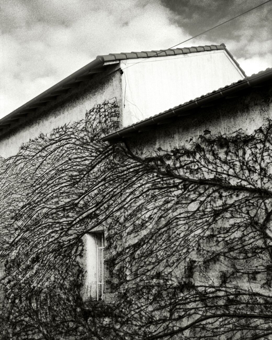 Ivy House, Royan, France. Décembre 2023. Ref-11655 - Denis Olivier Photographie d'Art