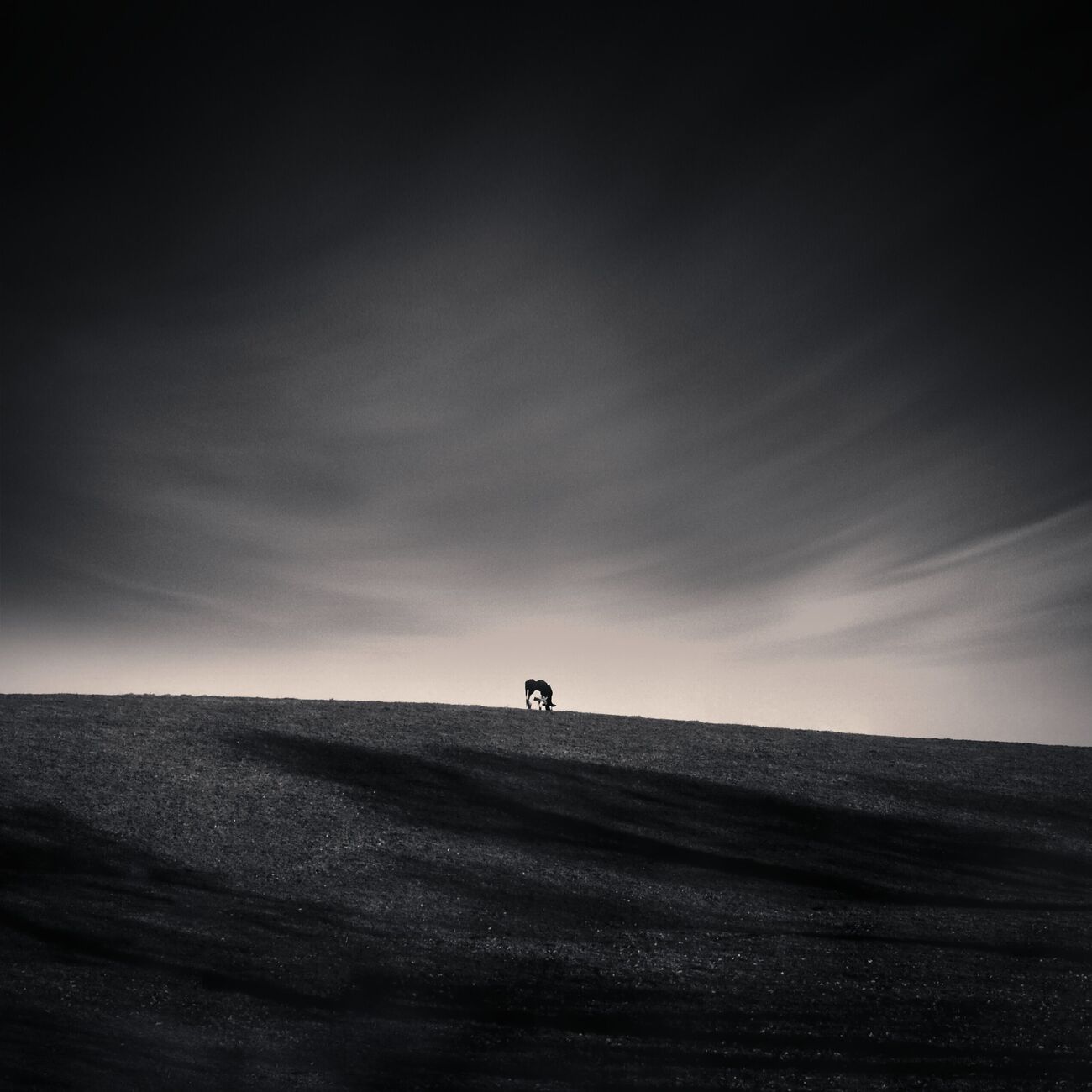 Achat d'une photographie 23 x 23 cm, Lone Cow. Ref-1205-3 - Denis Olivier Photographie