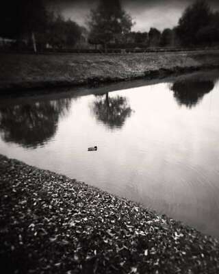 Lone Duck, Royan