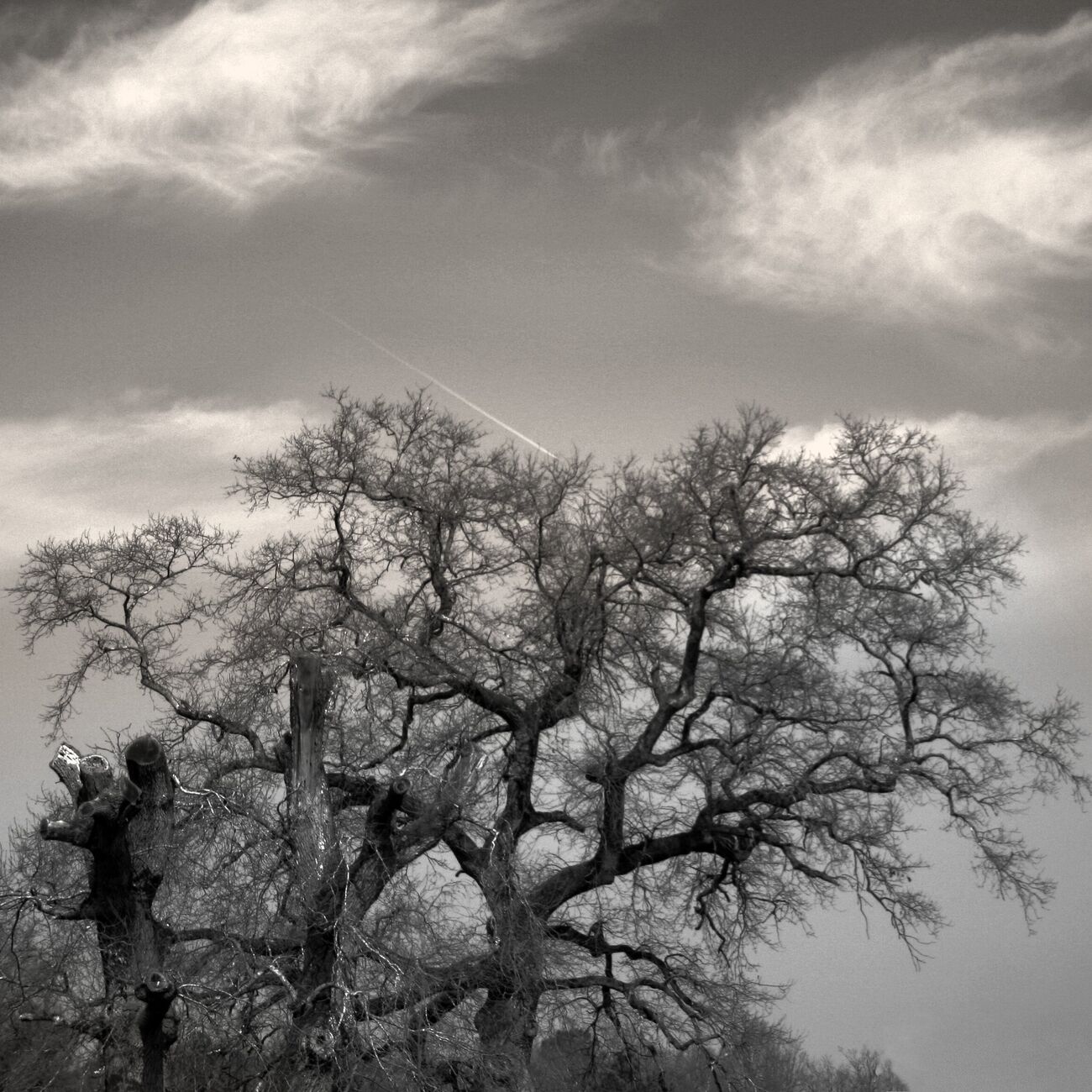 Tirage photographique 45 x 45 cm, Noon tree. Ref-399-4 - Denis Olivier Photographie d'Art