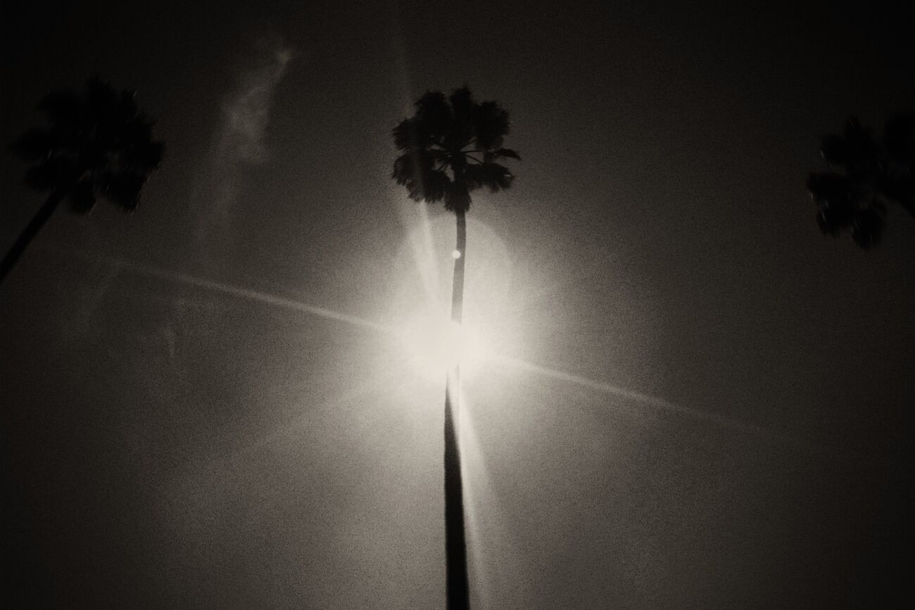 Palm Tree, Sunset Boulevard, Los Angeles, California, États-Unis. Février 2013. Ref-1338 - Denis Olivier Photographie