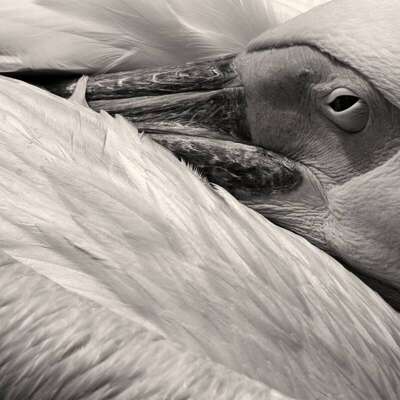 Pelican, Palmyre zoo