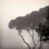 Pines in fog, Monstequieu, Martillac