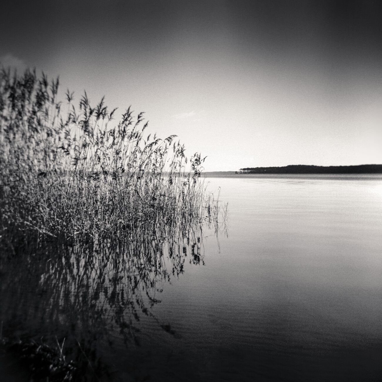 Reeds, Etude 1, Carreyre, Lacanau Lake, France. Janvier 2021. Ref-1421 - Denis Olivier Photographie