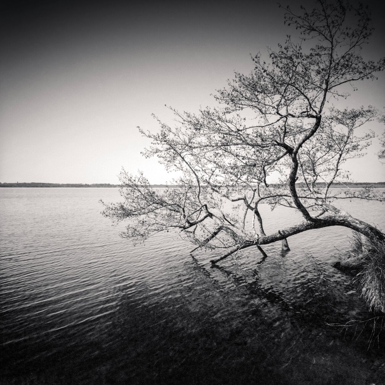 Tree In Water, Etude 1, Azur Lake, France. Mars 2021. Ref-1413 - Denis Olivier Photographie