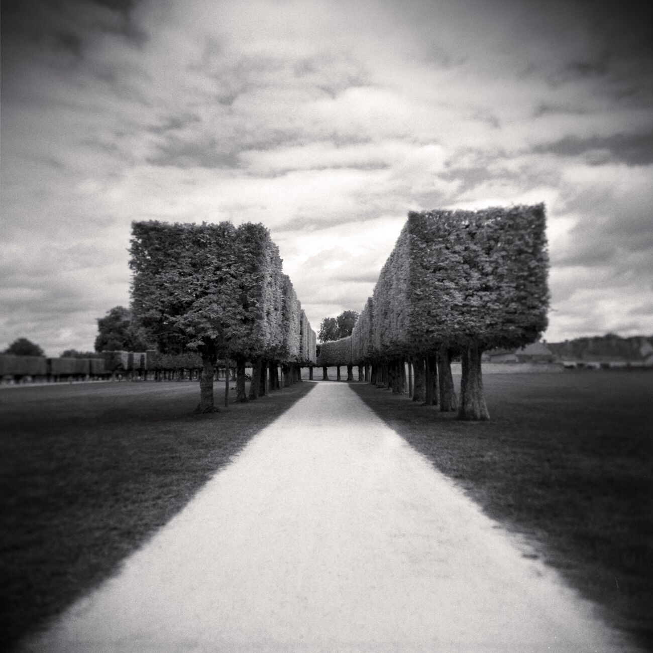 Trees Alley, Château De Chambord Garden, France. Août 2021. Ref-11484 - Denis Olivier Photographie