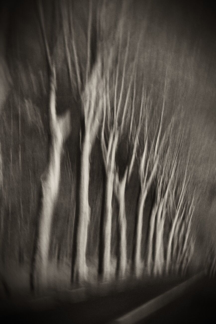 Trees In Motion, South-West Road, France. Décembre 2003. Ref-1328 - Denis Olivier Photographie