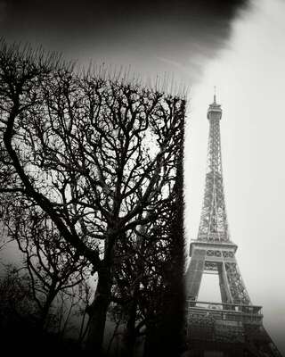 Trimmed Trees, Champ De Mars, Paris, France. Février 2022. Ref-11661 - Denis Olivier Photographie