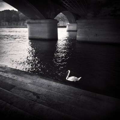 White Swan, Iéna Bridge, Paris