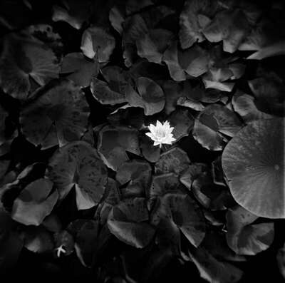 White Water Lily, etude 1, Botanical Garden, Bordeaux