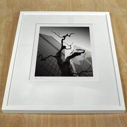 Photographie d'art et collection Denis Olivier, Dead Tree, The City, London, Angleterre. Août 2022. Ref-11633 - Denis Olivier Photographie, cadre blanc sur une table en bois