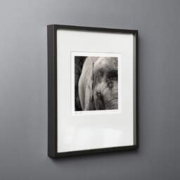 Photographie d'art et collection Denis Olivier, I Keep Hoping, La Palmyre Zoo, France. Juillet 2005. Ref-691 - Denis Olivier Photographie, cadre bois noir sur fond gris