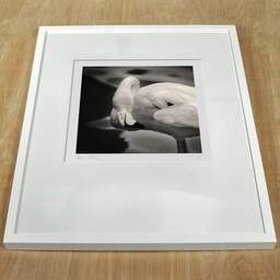 Photographie d'art et collection Denis Olivier, Pink Floyd Solitude, Palmyre Zoo, France. Juillet 2005. Ref-700 - Denis Olivier Photographie d'Art, cadre blanc sur une table en bois