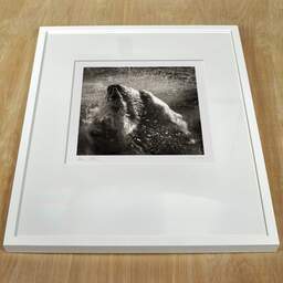 Photographie d'art et collection Denis Olivier, Underwater Polar Bear, Palmyre Zoo, France. Septembre 2009. Ref-1226 - Denis Olivier Photographie, cadre blanc sur une table en bois