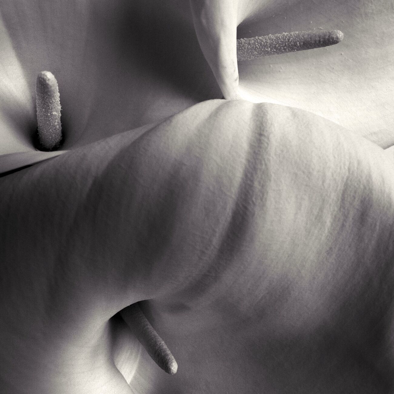 Buy a 7.1 x 7.1 in, Arums. Ref-631-22 - Denis Olivier Art Photography