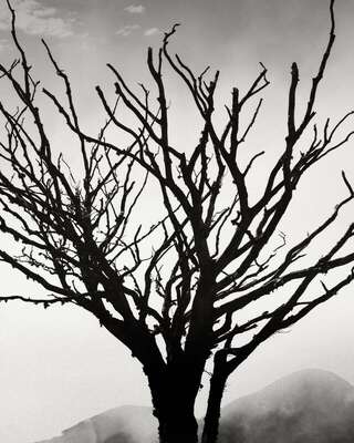 Ashaig Cemetery Tree, Breakish, Isle Of Skye