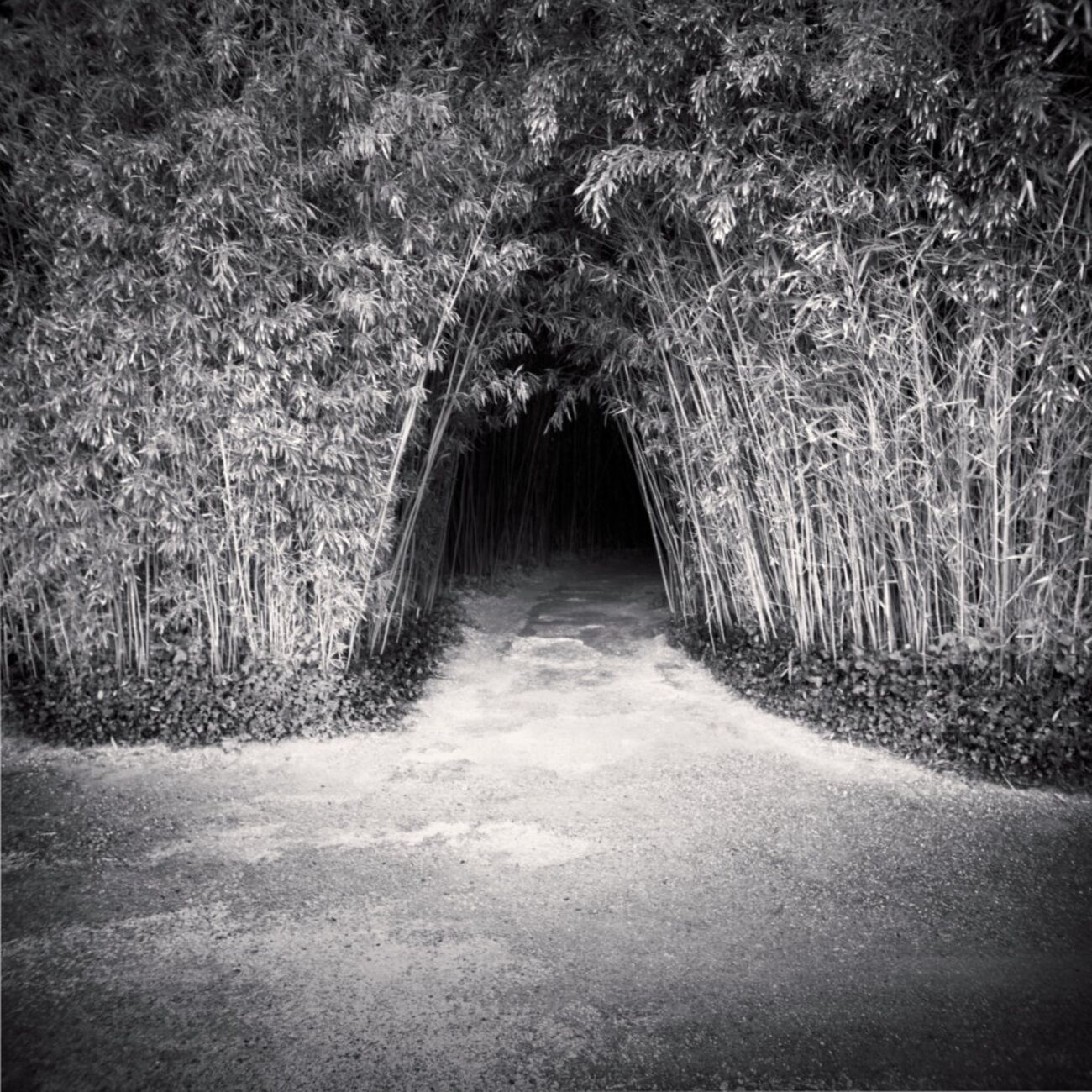 Photography 17.7 x 17.7 in, Bamboo Tunnel. Ref-11519-4 - Denis Olivier Art Photography