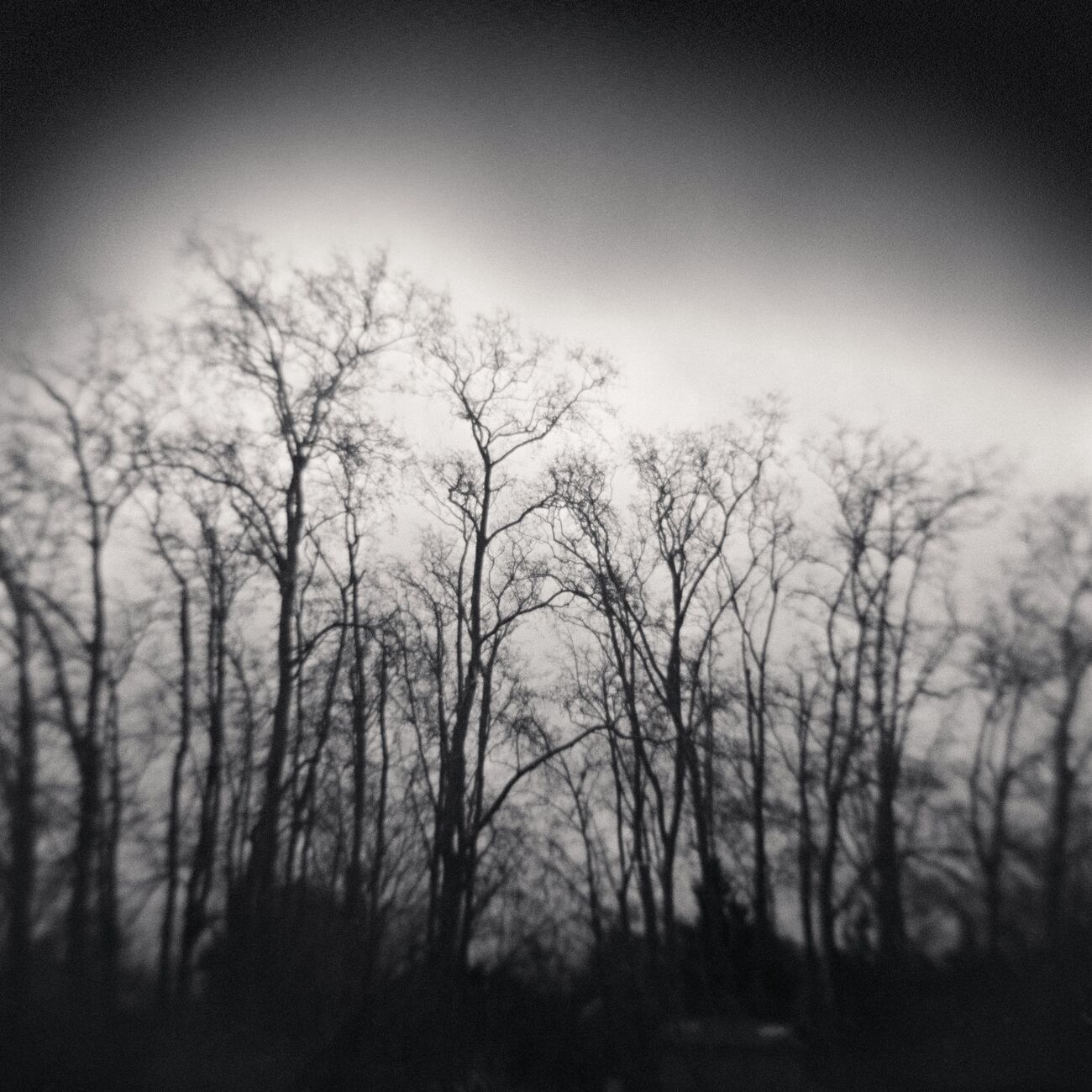 Dark Trees, Parc Bordelais, Bordeaux, France. December 2020. Ref-1400 - Denis Olivier Photography