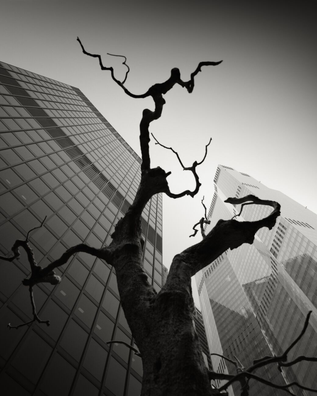 Dead Tree, The City, London, England. August 2022. Ref-11633 - Denis Olivier Art Photography