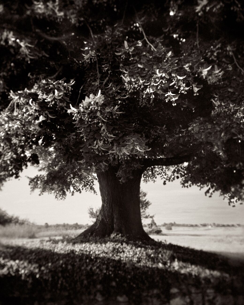 Lime Tree, La Noraie, Luçay-le-Mâle, France. August 2021. Ref-11606 - Denis Olivier Art Photography