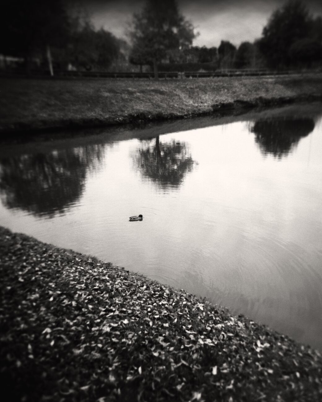 Get a 22 x 27.6 in, Lone Duck. Ref-11603-15 - Denis Olivier Art Photography
