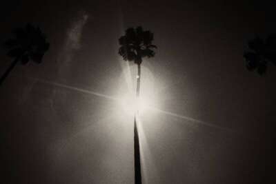Palm Tree, Sunset Boulevard, Los Angeles, California