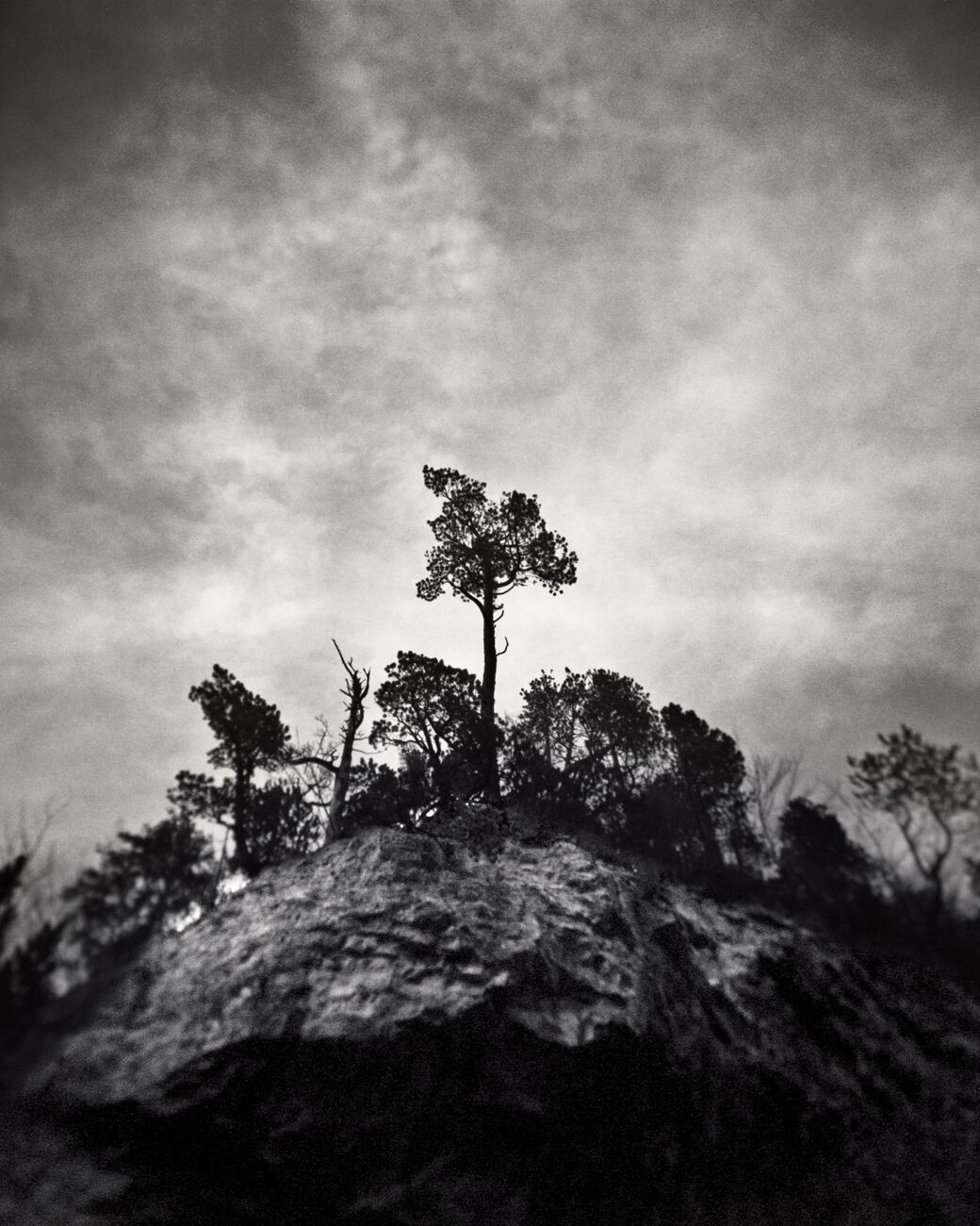 Photograph 22 x 27.6 in, Pine Tree. Ref-11626-14 - Denis Olivier Photography