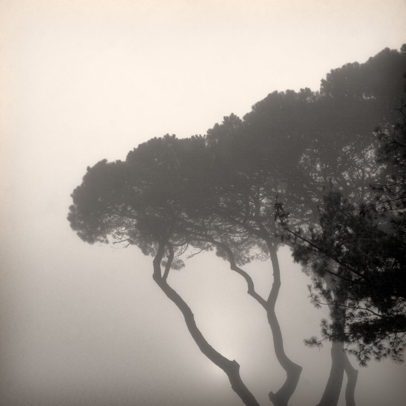 Photography 15.7 x 15.7 in, Pines in fog. Ref-598-12 - Denis Olivier Art Photography