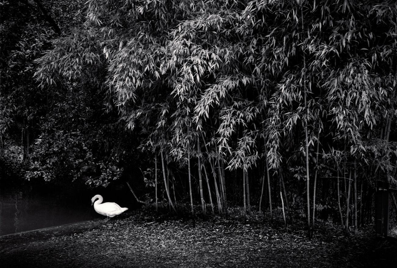 Buy a 17.7 x 11.9 in, Recycling Swan. Ref-11515-4 - Denis Olivier Art Photography