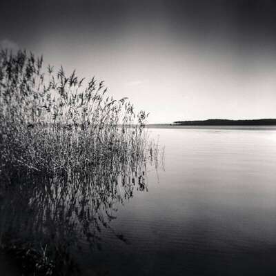 Reeds, study 1, Carreyre, Lacanau lake