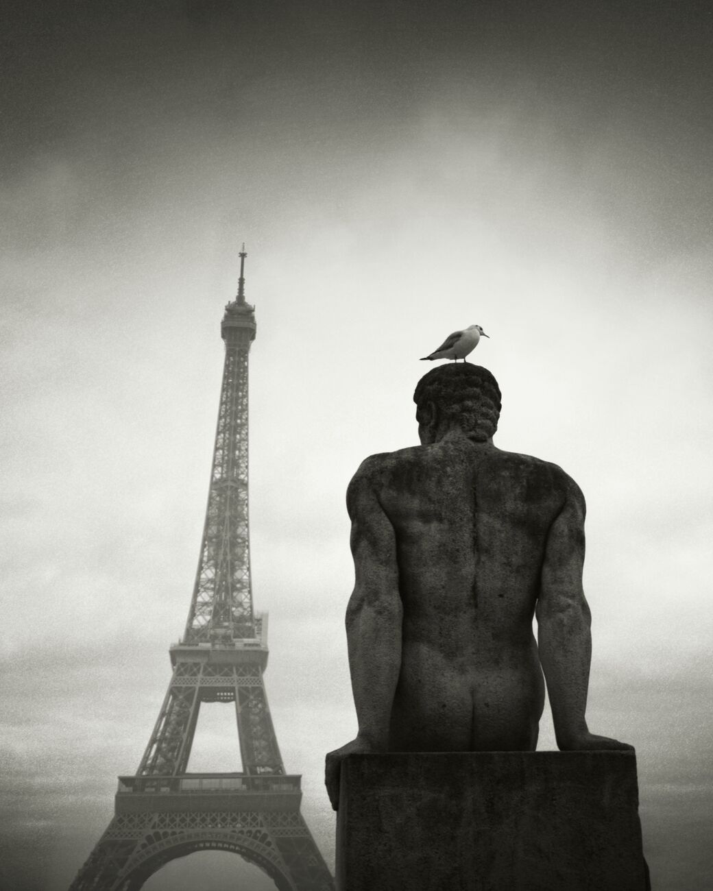 Seagull Over The Man, Trocadéro Garden, Paris, France. February 2023. Ref-11656 - Denis Olivier Photography
