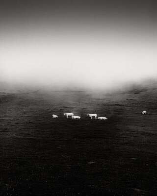 Six Cows, Val Louron