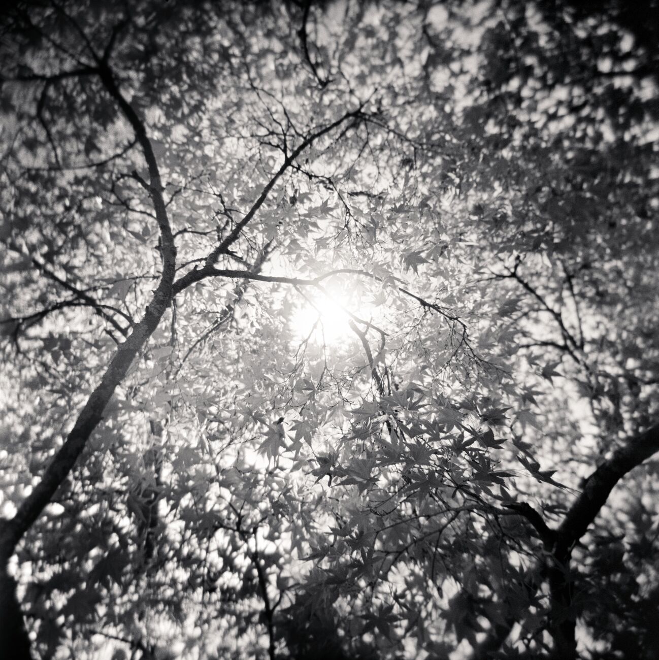 Fine-Art print 17.7 x 17.7 in, Sun through a Japanese Maple. Ref-1382-4 - Denis Olivier Art Photography