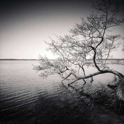Tree in water, study 1, Azur Lake