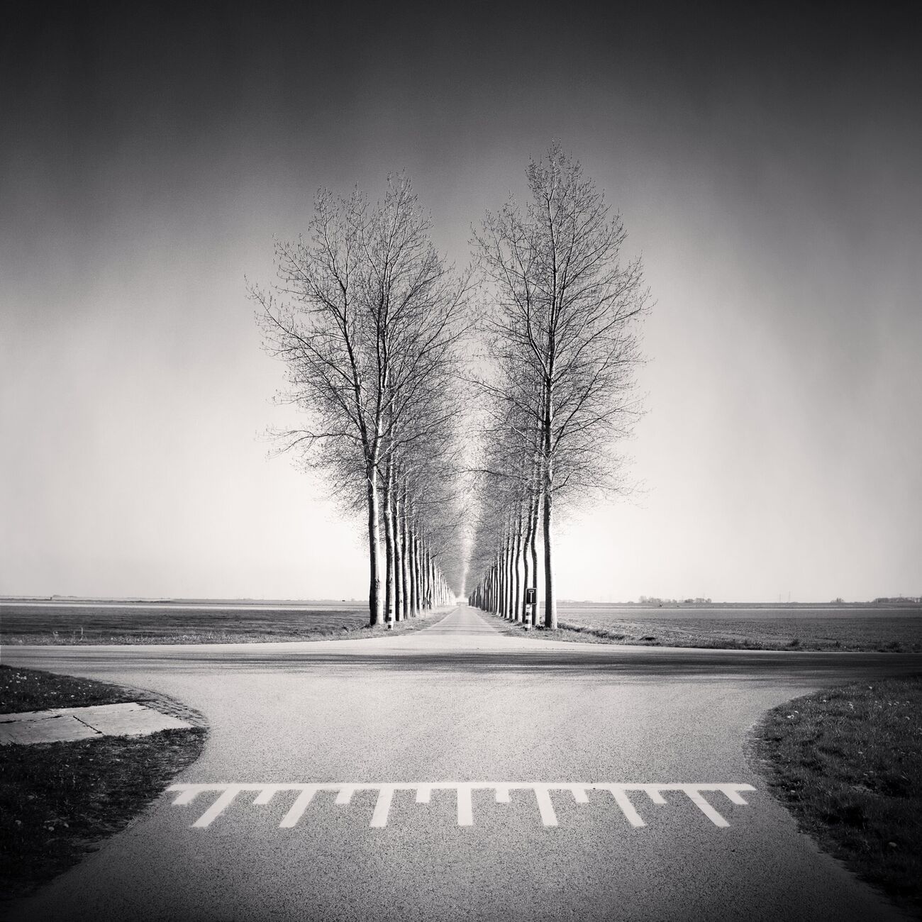 Trees Alignment, Etude 1, Friesland, Netherlands. April 2015. Ref-1313 - Denis Olivier Art Photography