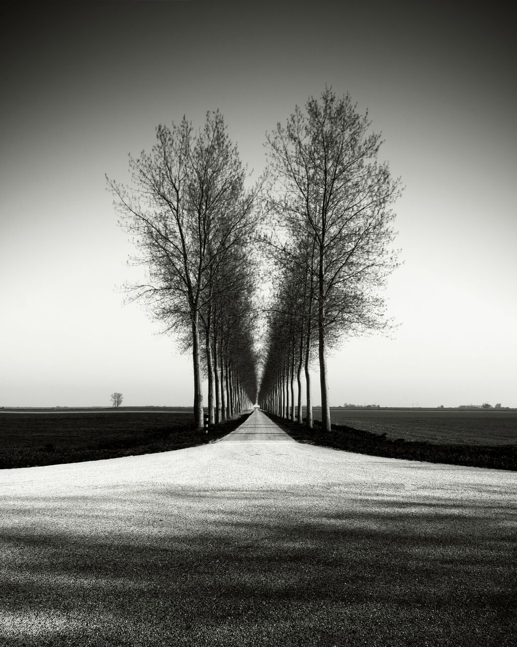 Photography 7.2 x 9.1 in, Trees Alignment, etude 2. Ref-11645-3 - Denis Olivier Art Photography