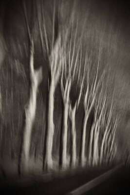 Trees In Motion, South-West Road, France. December 2003. Ref-1328 - Denis Olivier Art Photography