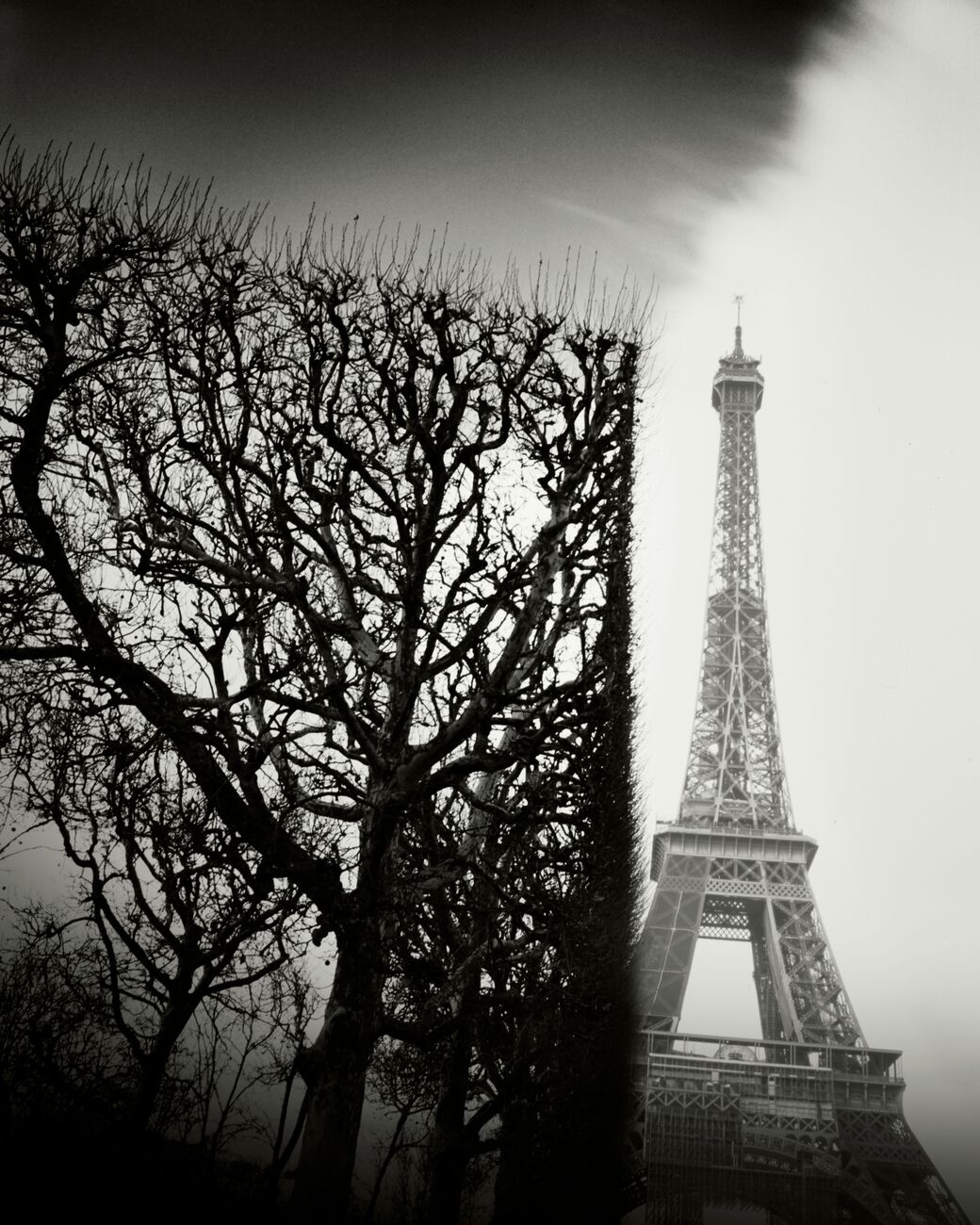 Trimmed Trees, Champ De Mars, Paris, France. February 2022. Ref-11661 - Denis Olivier Photography