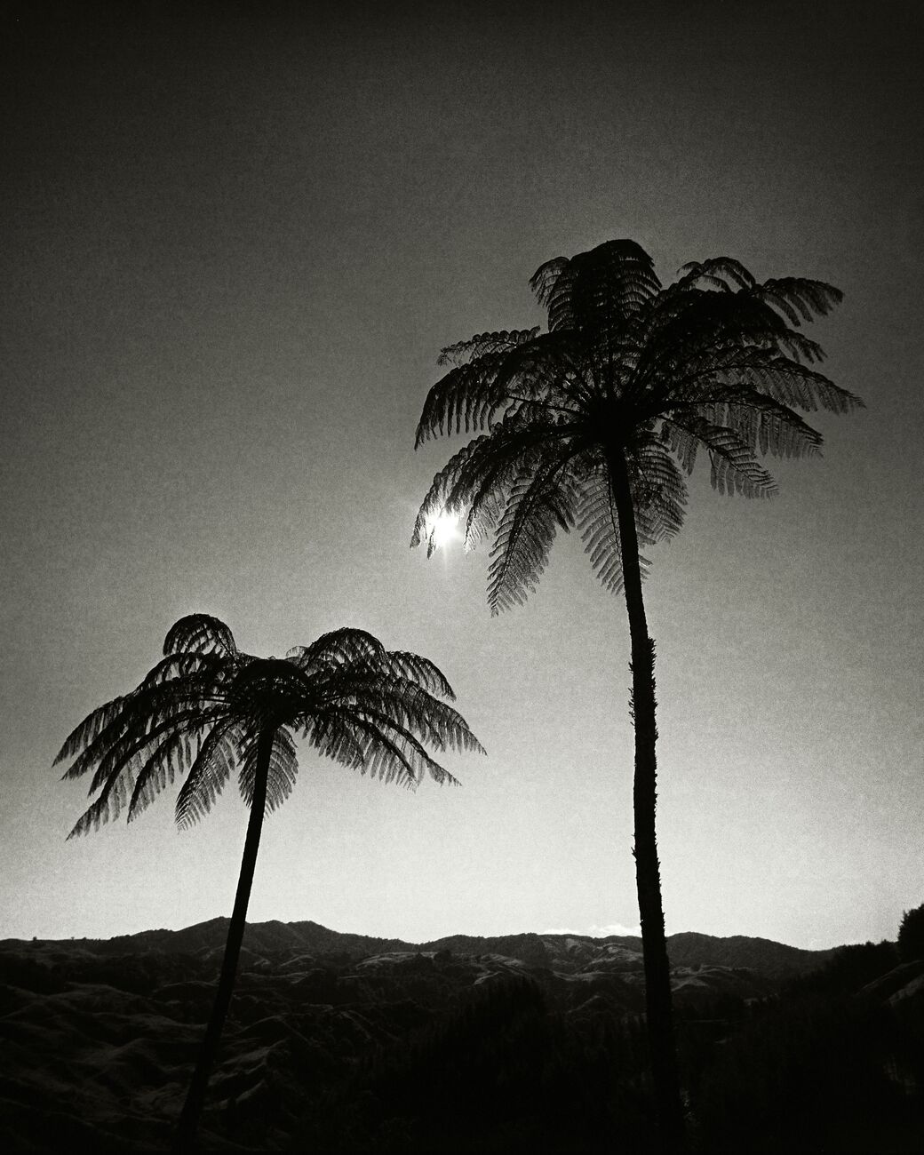 Two Palm Trees In The Sun, Otorohanga District, Waikato, New Zealand. July 2018. Ref-11651 - Denis Olivier Art Photography