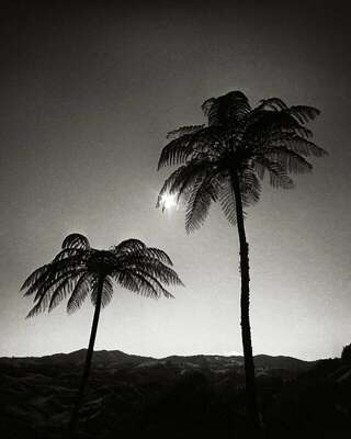 Two Palm trees in the Sun, Otorohanga District, Waikato